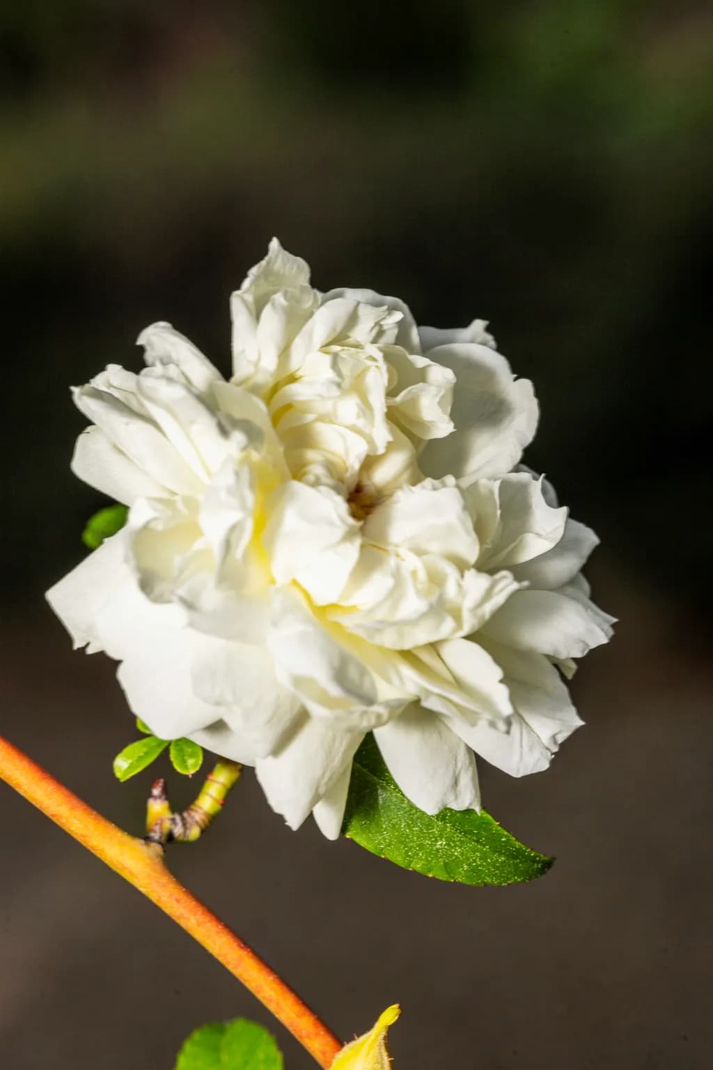 Rose Small