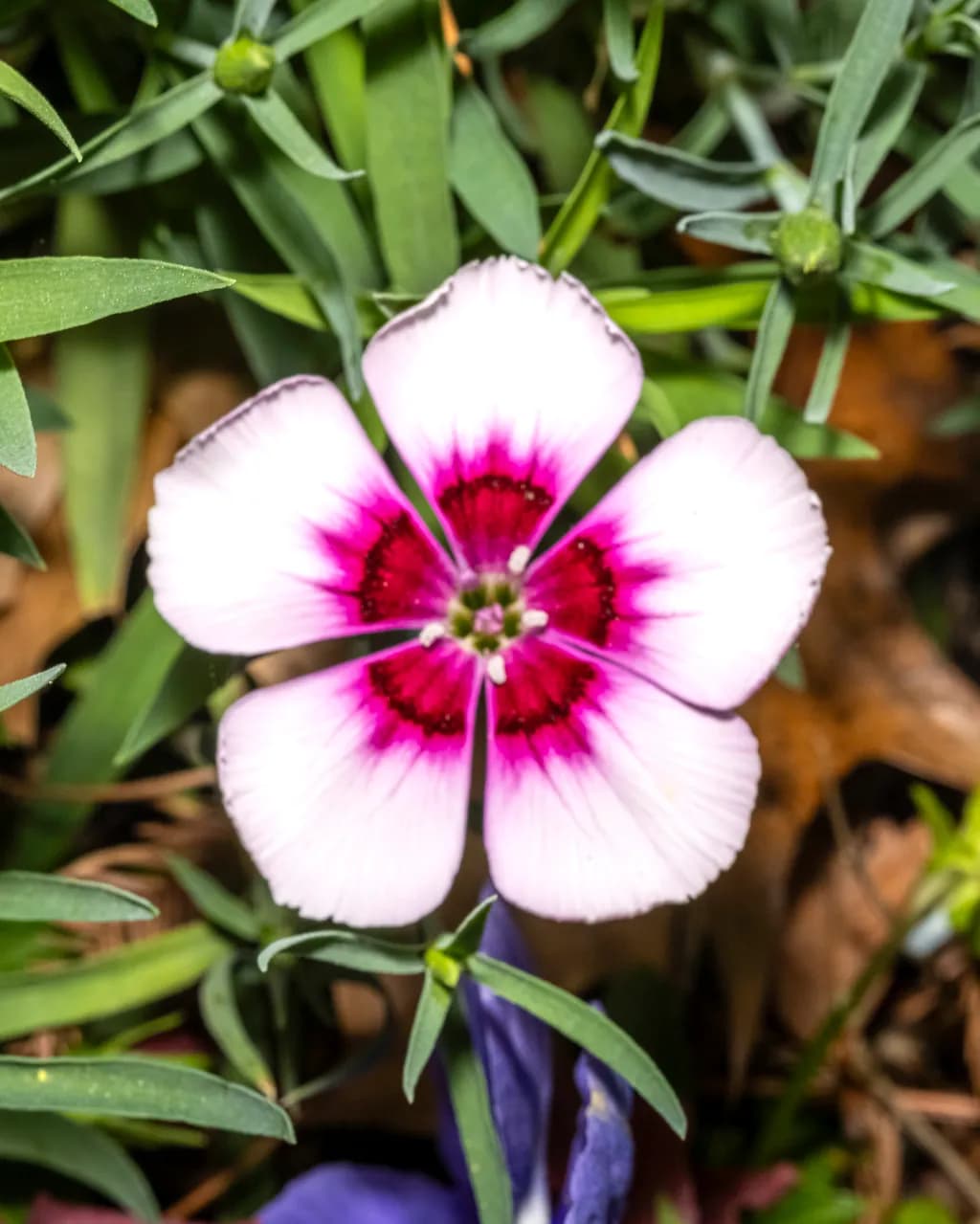 Pink Halo Bloom