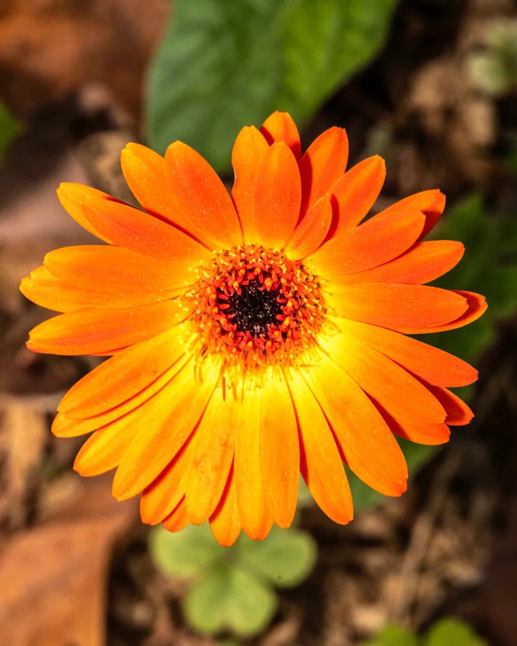 Radiant Bloom