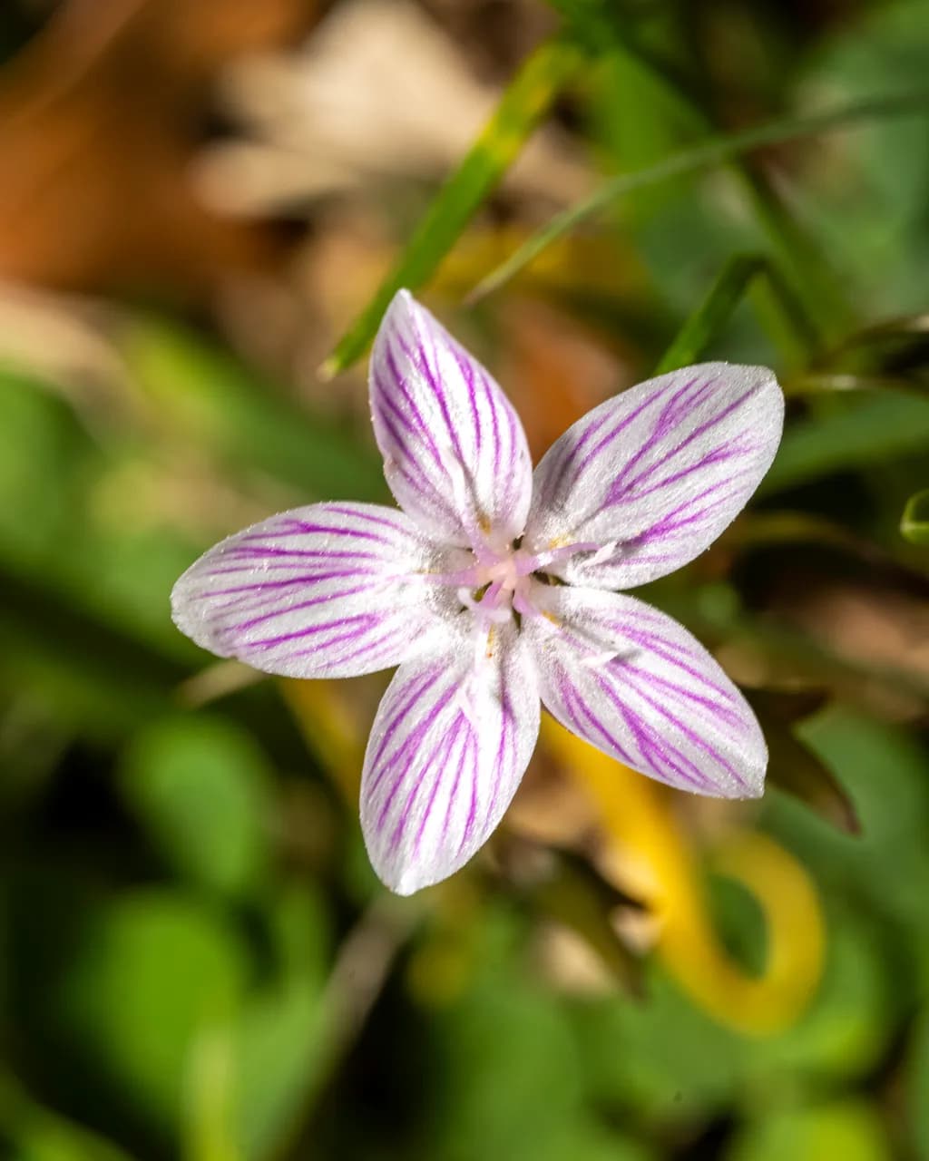 Purple Vein Blossom