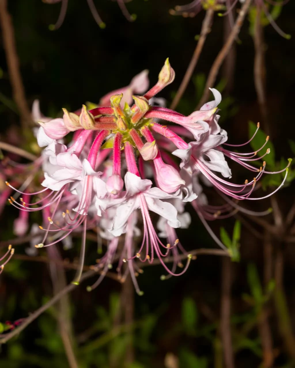 Pink Tendrils
