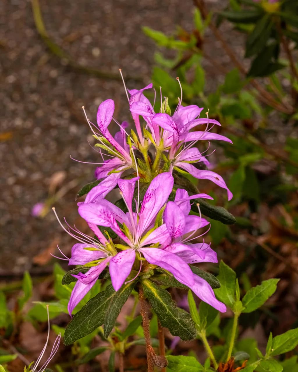 Delicate Bloom