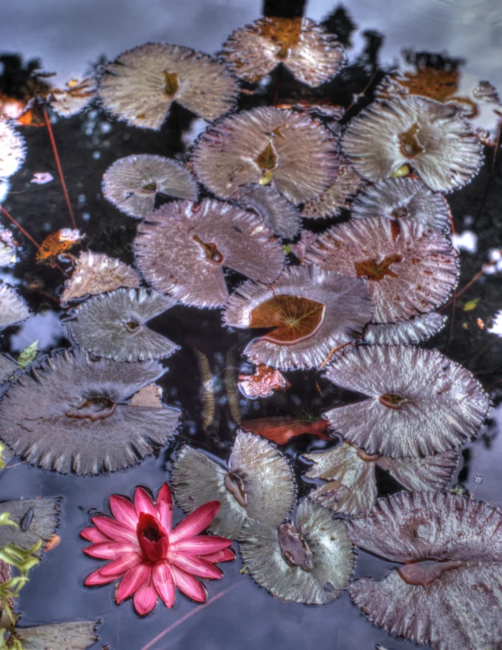 Serenity in Bloom: A Reflective Journey Through Lotus Waters