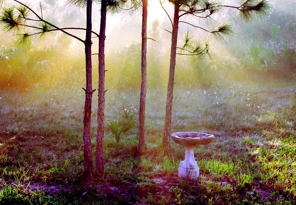 Whispers of Dawn: A Serene Morning in Nature's Embrace