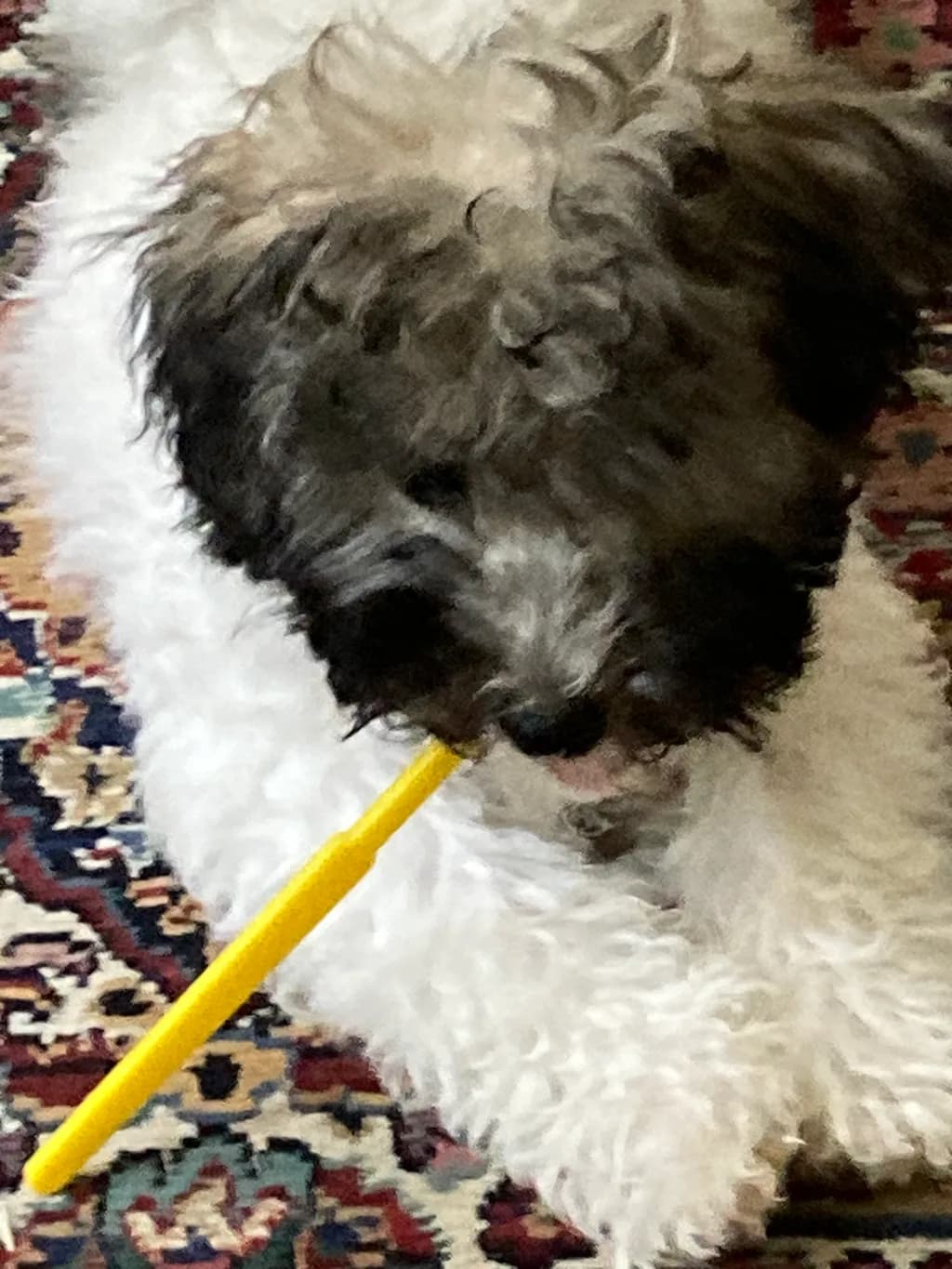 Playful Pup with Yellow Pen