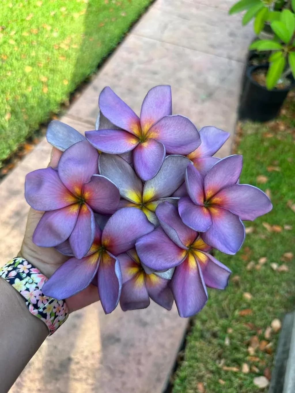 Plumeria Elegance