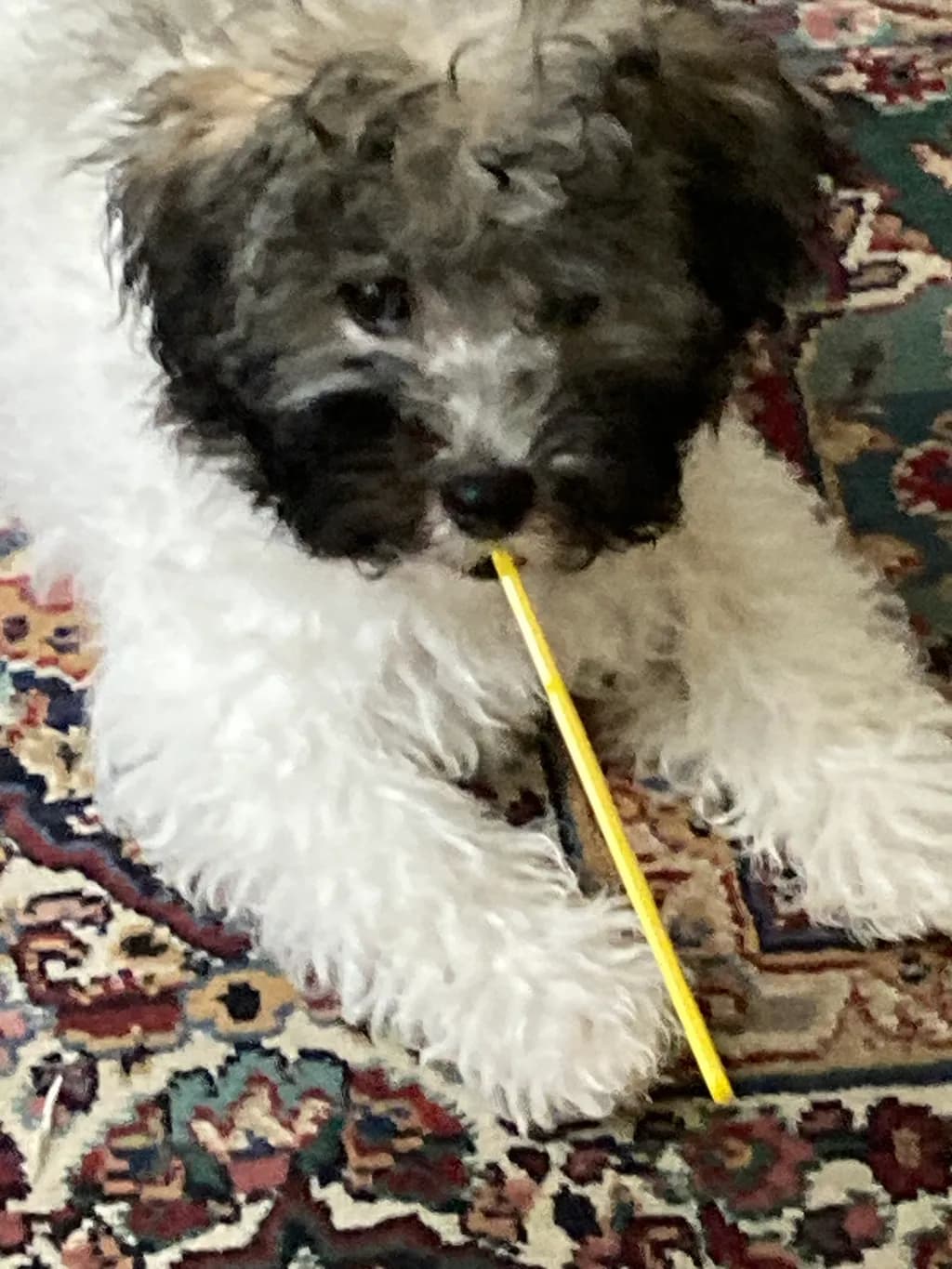 Curious Canine Chew