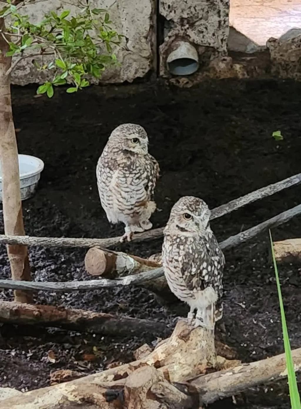 Owl Companions