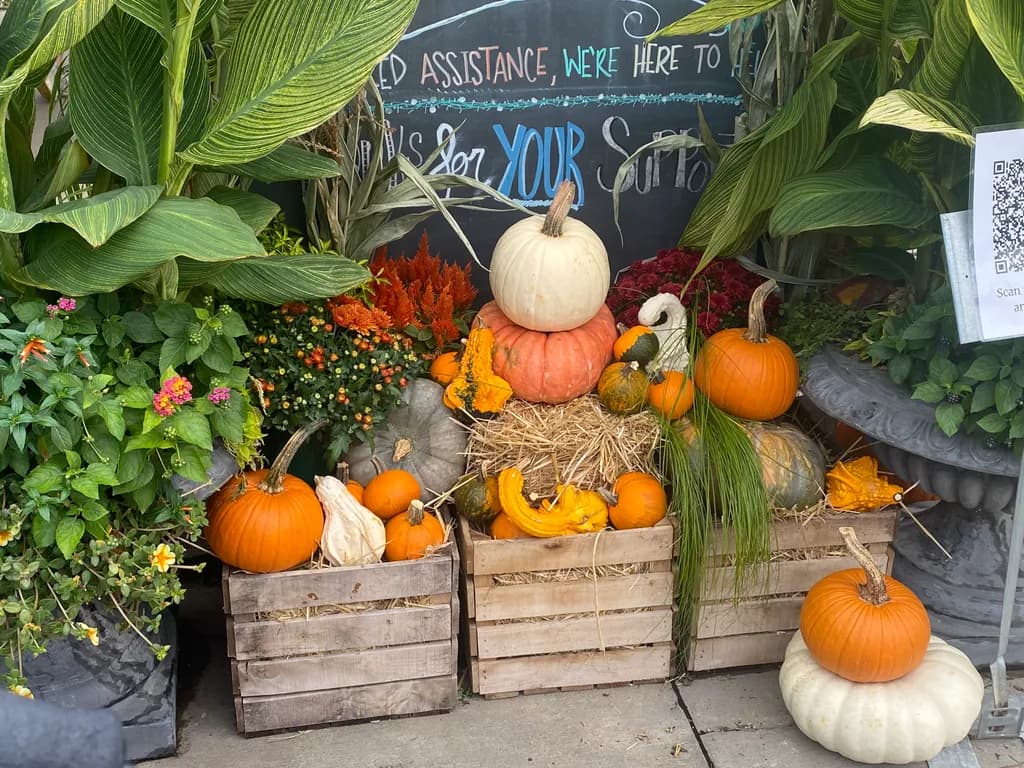 Autumn's Bounty: A Vibrant Harvest Display of Pumpkins and Blooms