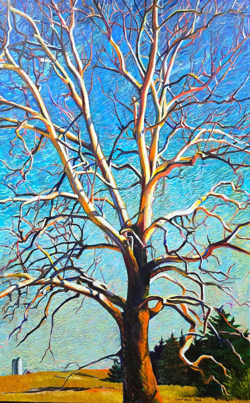 The American Sycamore 