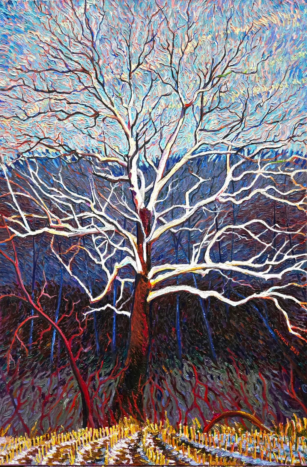 American Sycamore in Winter