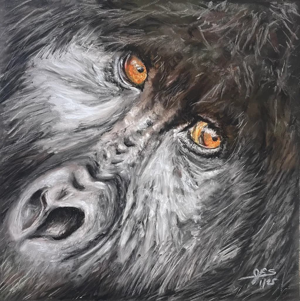Gorilla Gaze
