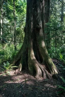 Ancient Trunk Roots