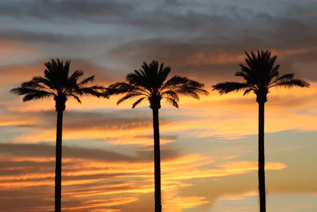 3 Palms Sunset