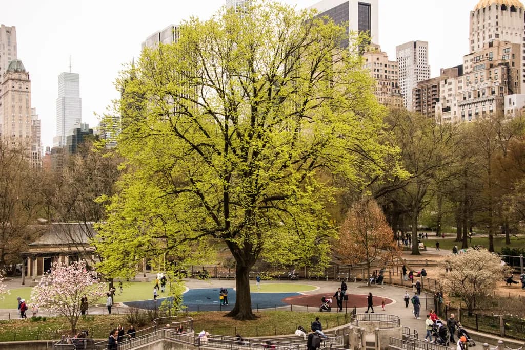 Central Park Scene