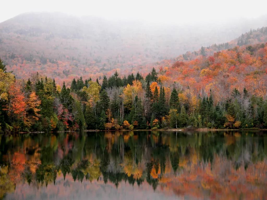 Fog Over Autumn Forest