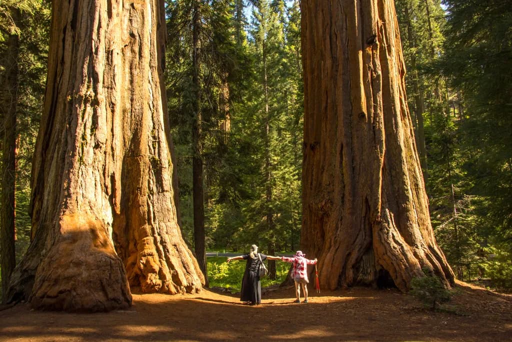 Sequoia Park Giants