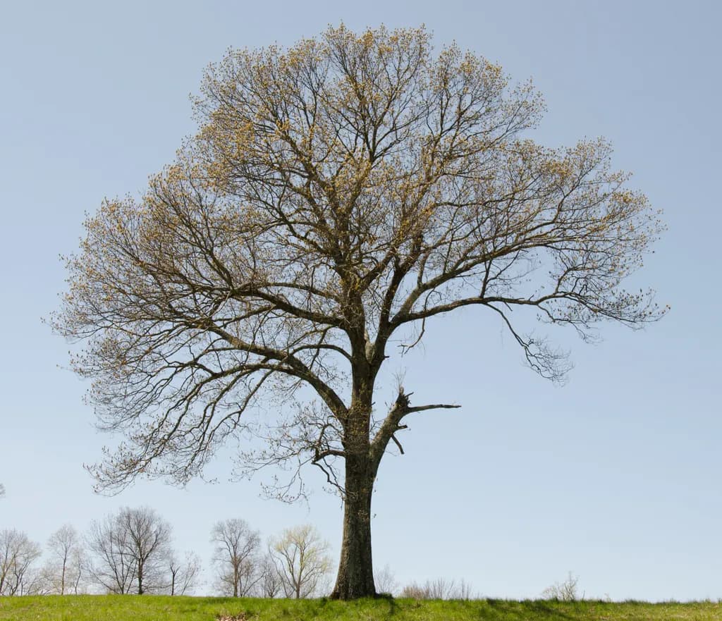 Rockefeller Tree