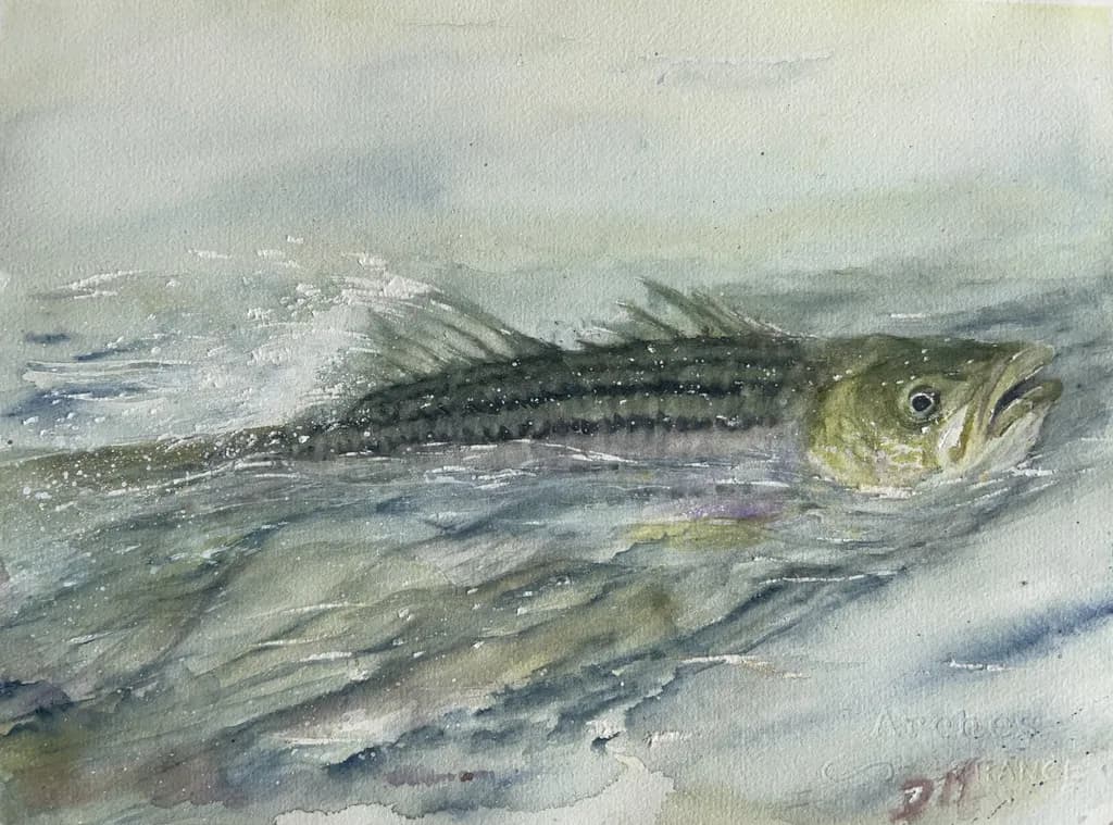 Saco River Bass
