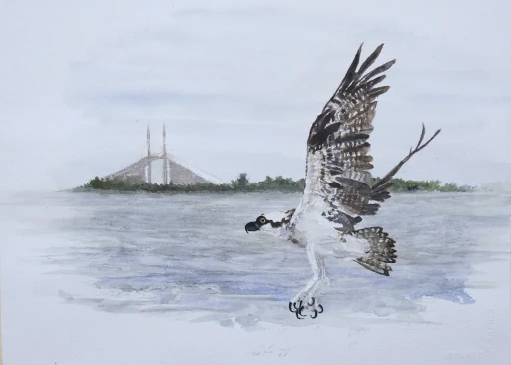 Tampa Osprey