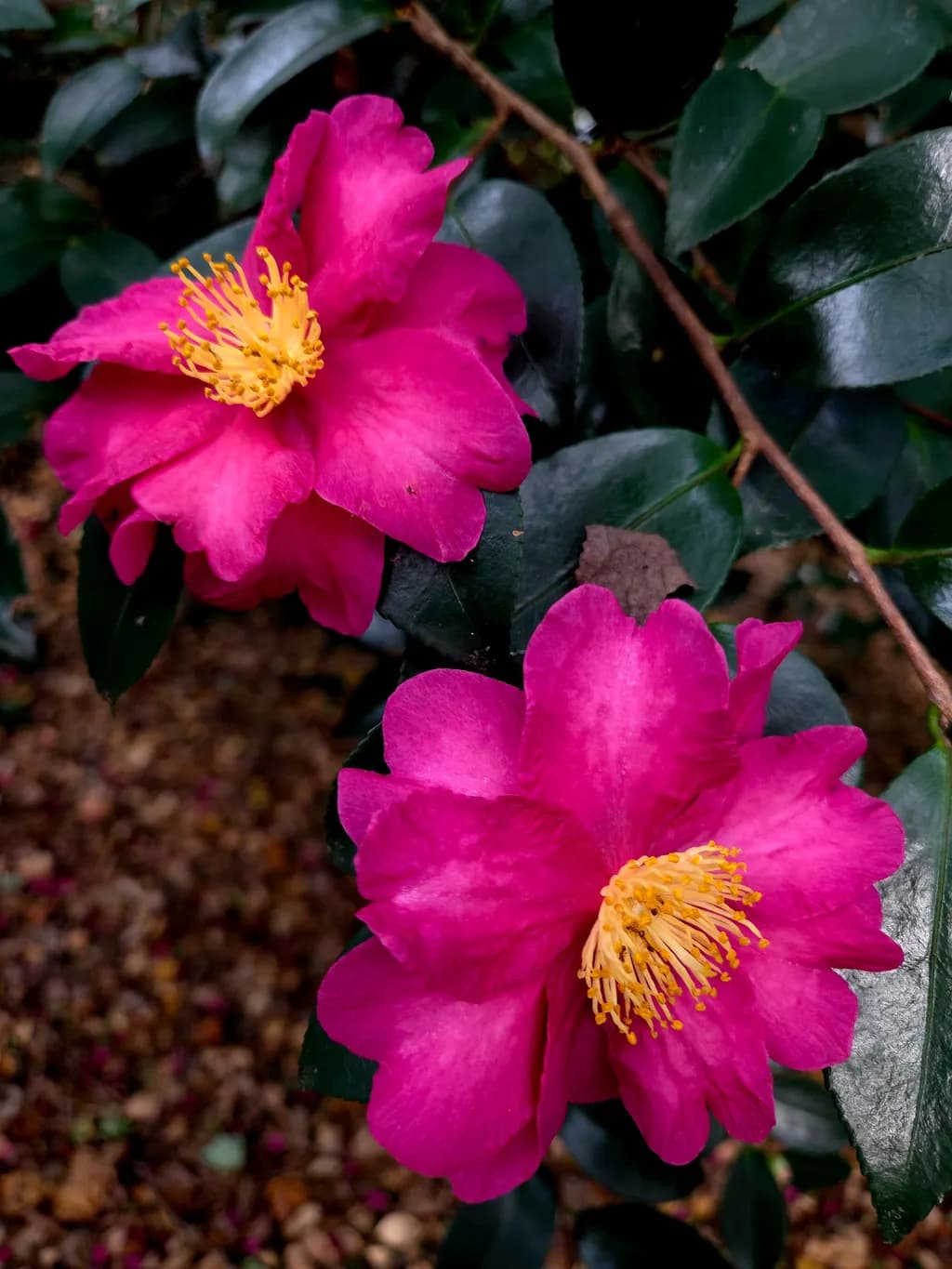 Pink Camellia Elegance