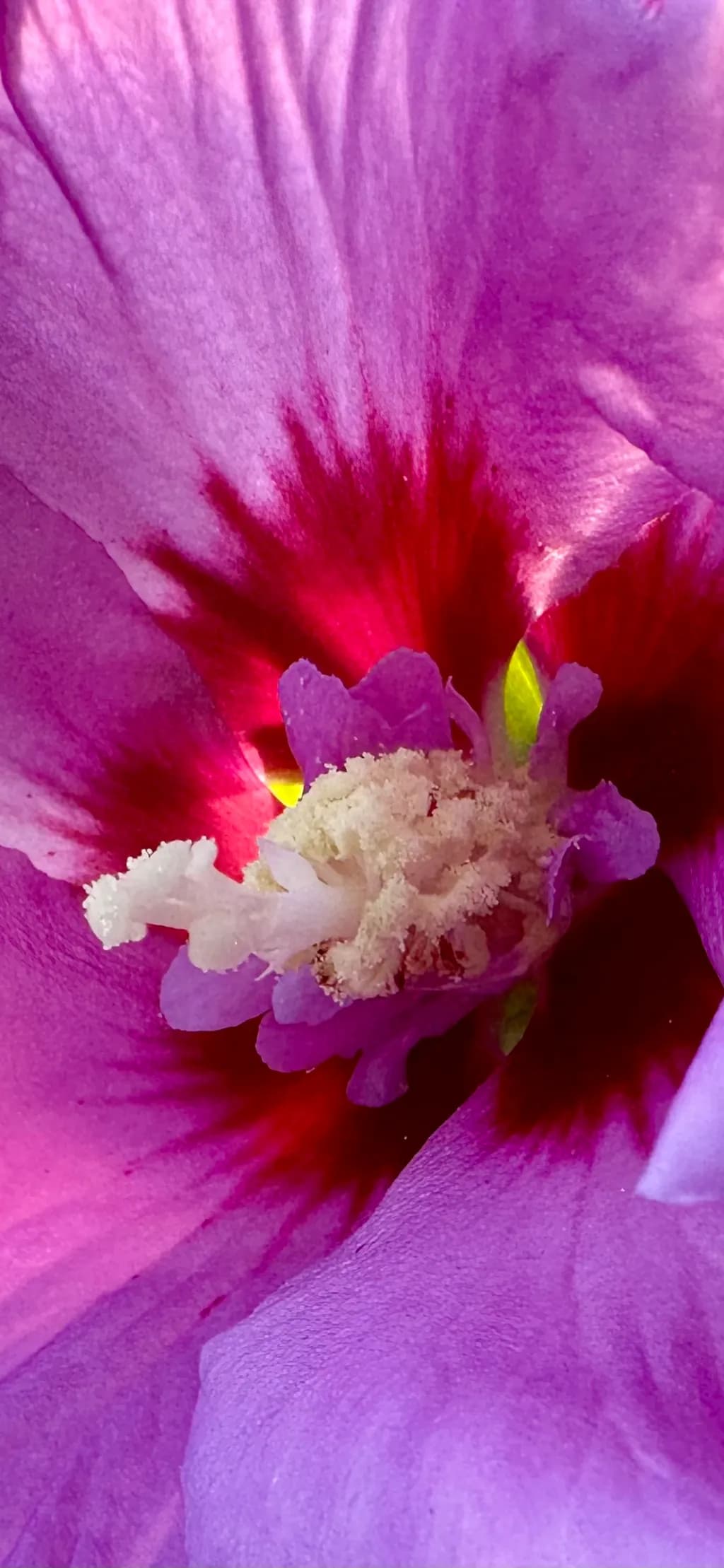 Vibrant Petals: A Macro Exploration of Nature's Colorful Beauty
