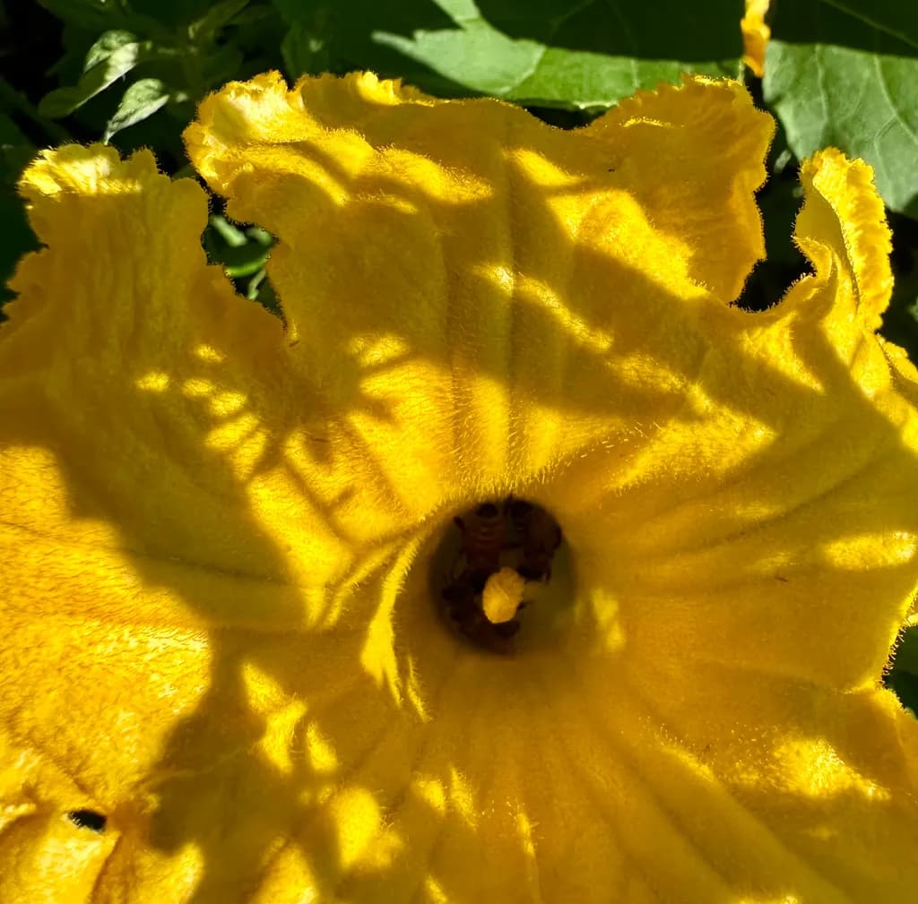 Golden Whispers: The Intricate Beauty of a Sunlit Pumpkin Blossom