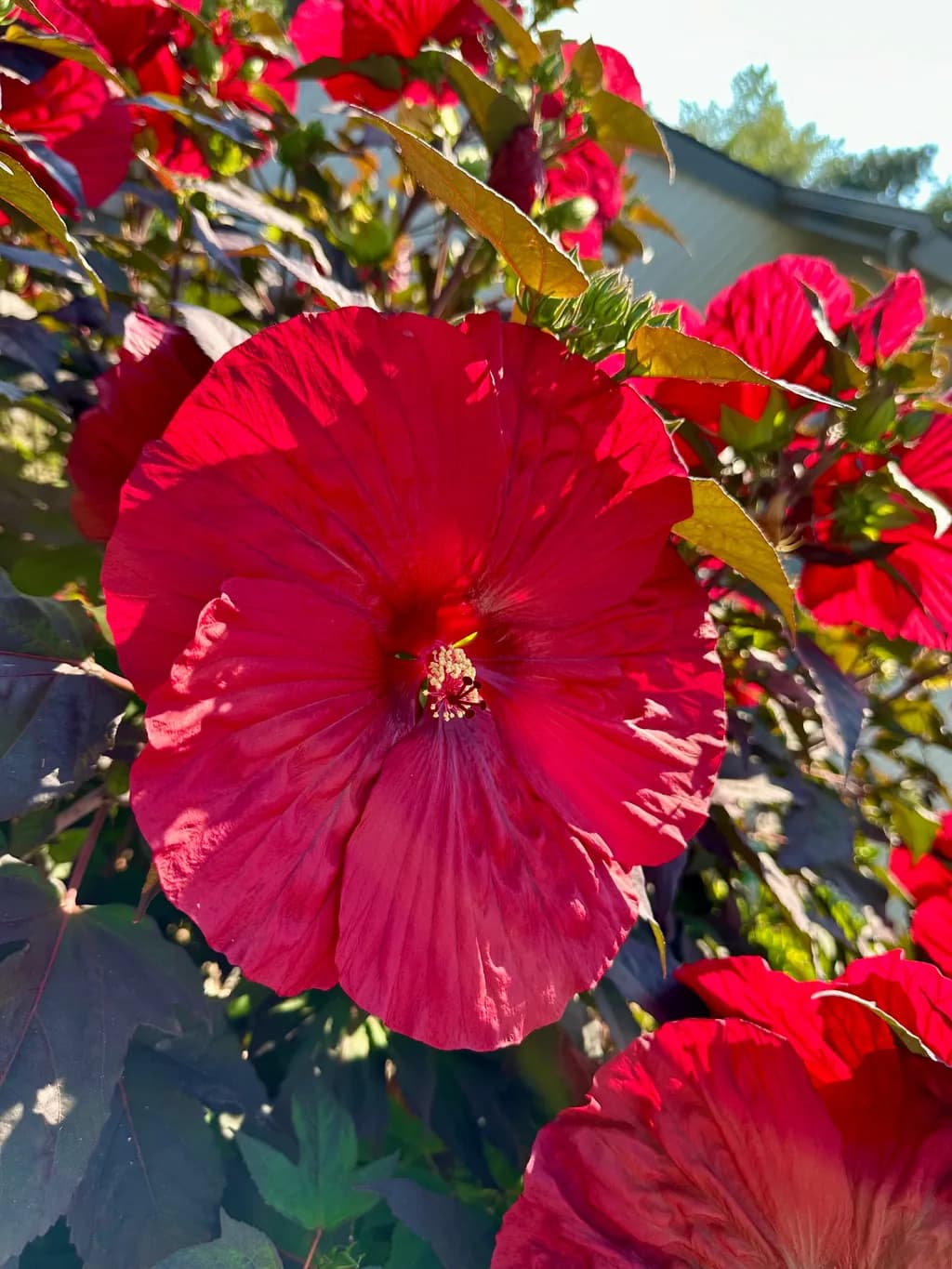 Vibrant Summer Blooms: A Celebration of Red Floral Beauty in Nature