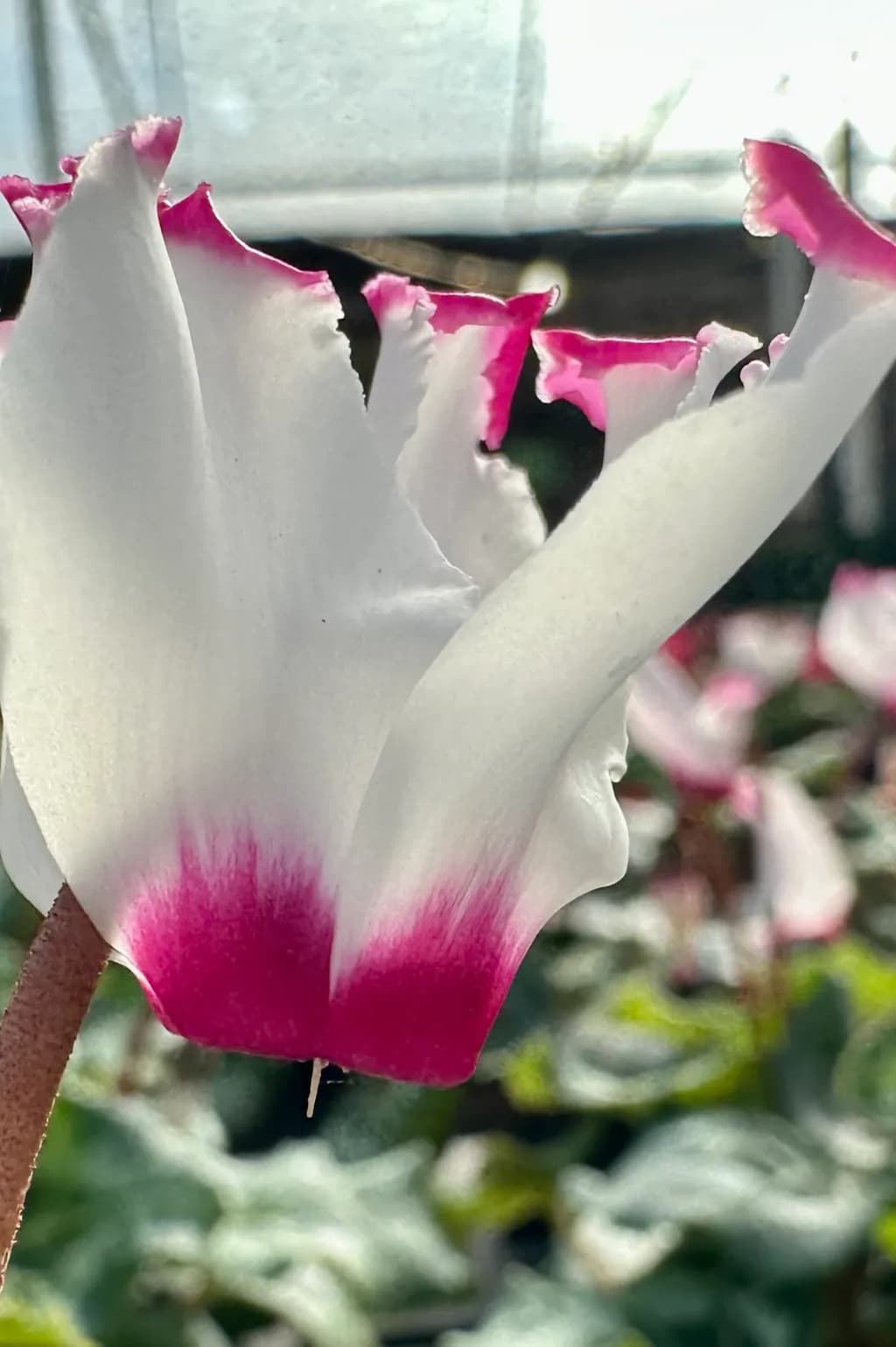 Petal Elegance