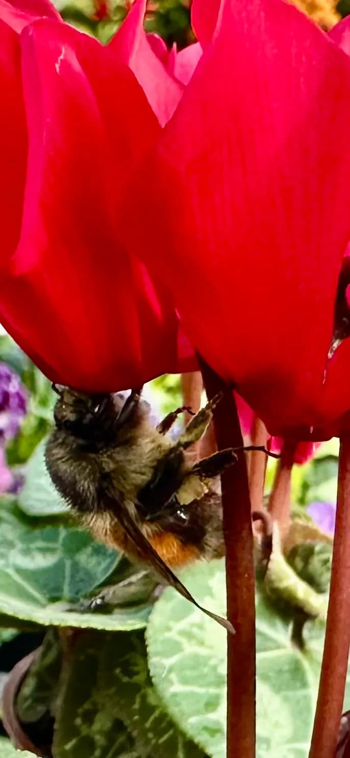 Bee and Blooms