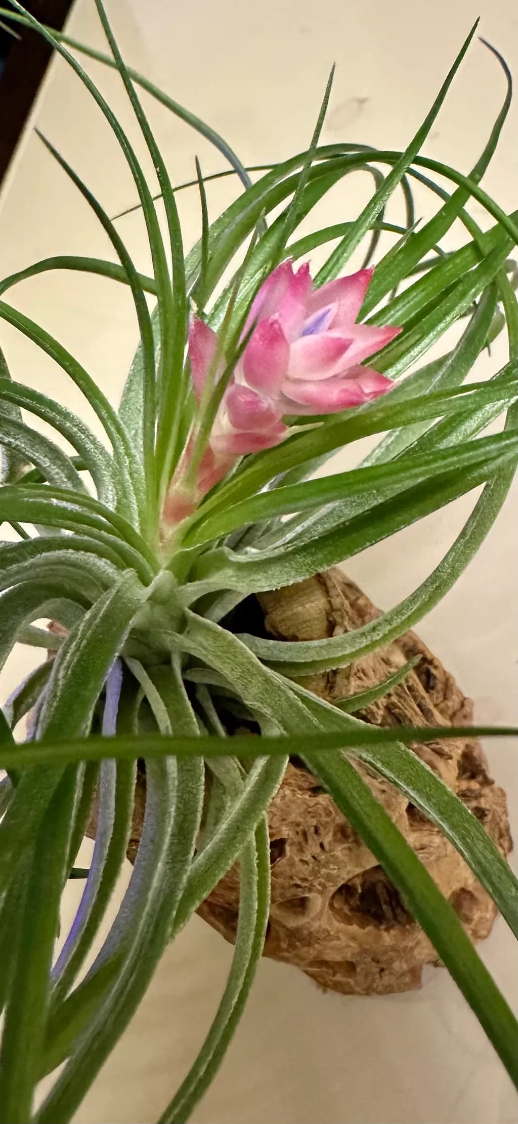Blooming Air Plant