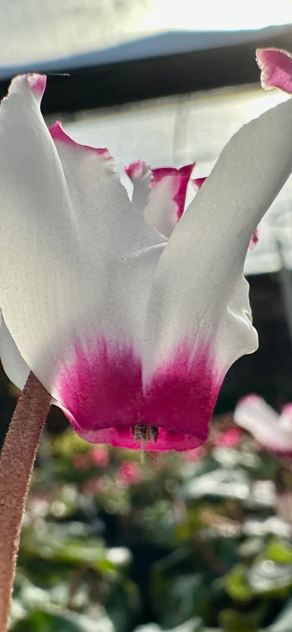 Petal Elegance