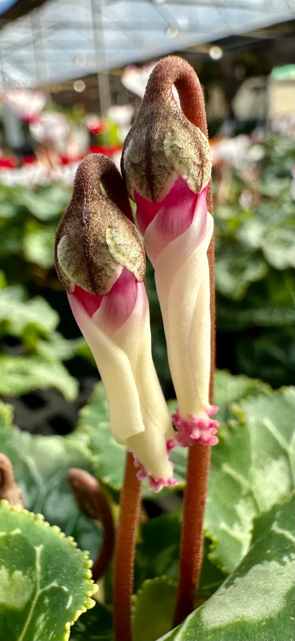 Blooming Curves
