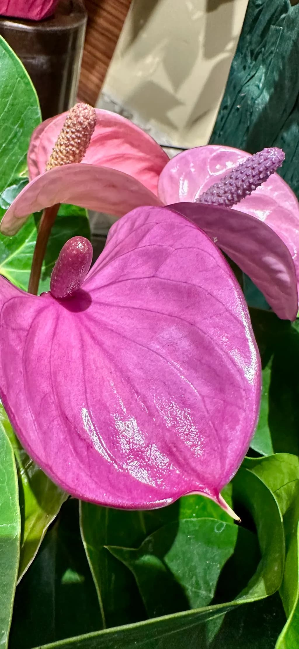 Tropical Blossoms