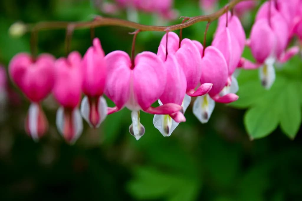 Bleeding Hearts