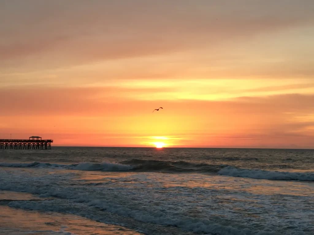 Seagull Sunrise