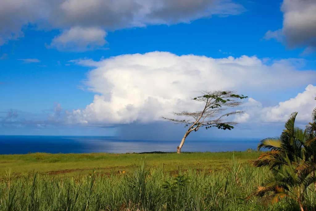 Hawaii Coast