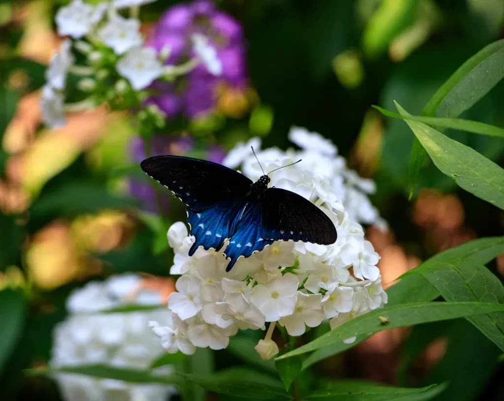 Butterfly Bloom