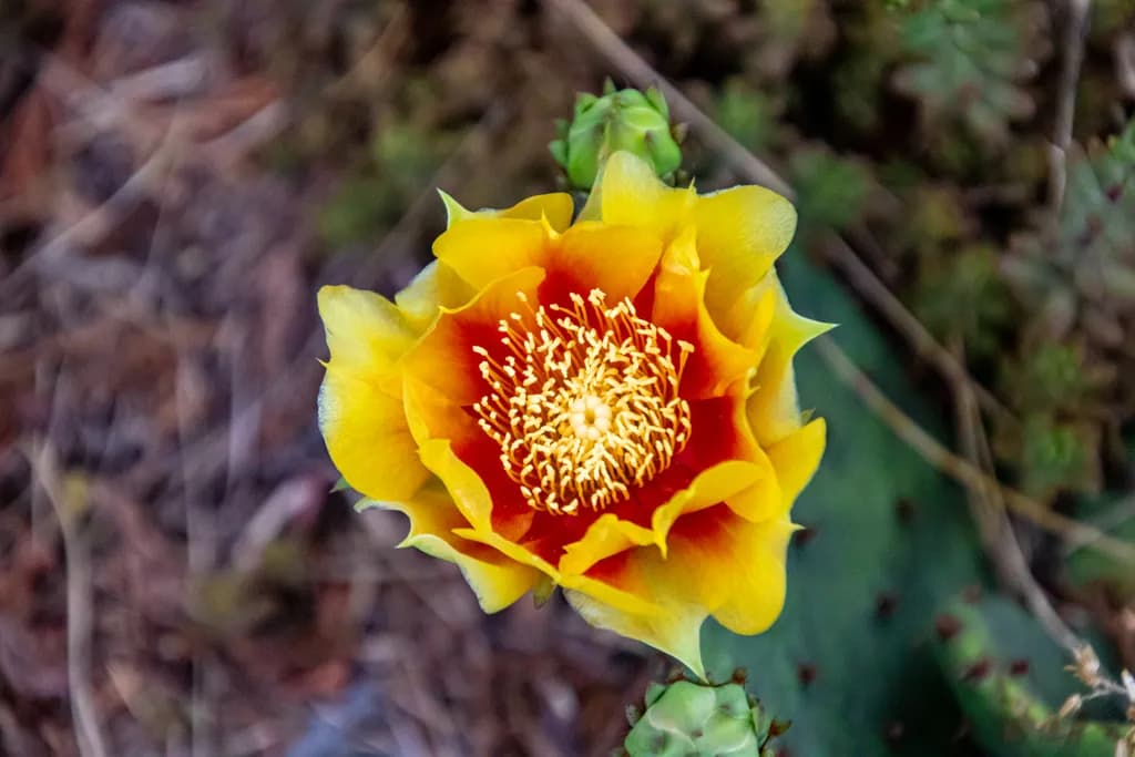 Yellow Cactus Blossom