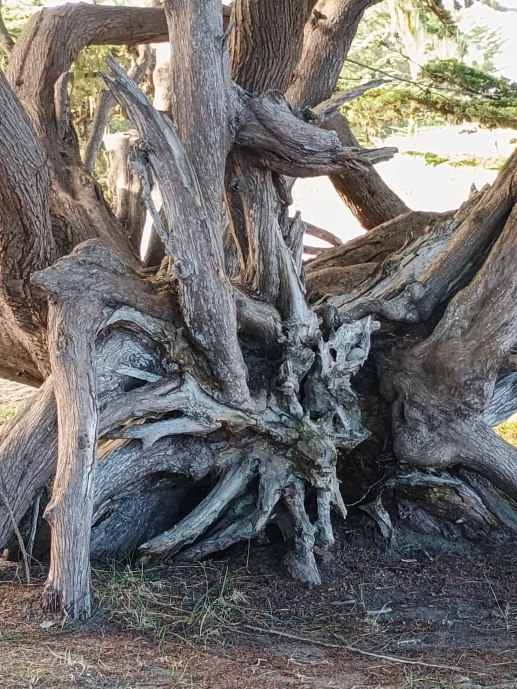 Gnarled Roots Artwork