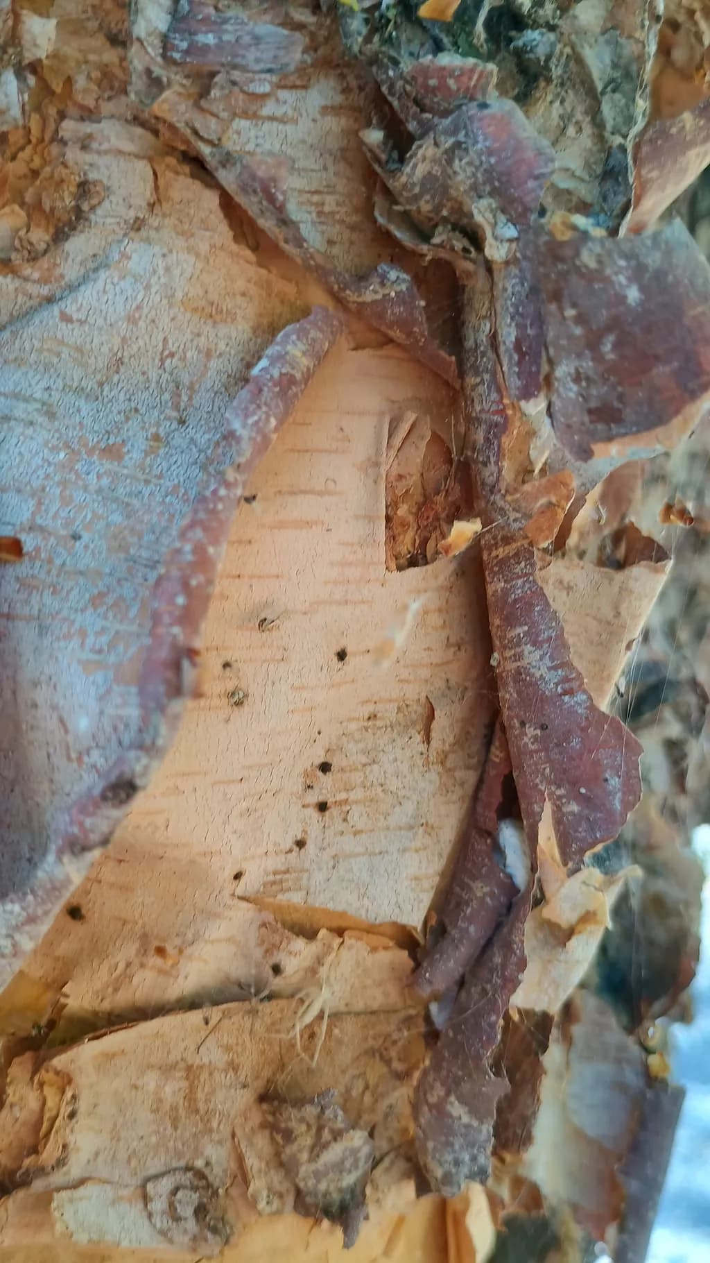 Whispers of the Forest: A Close-Up Journey Through Nature's Textured Bark
