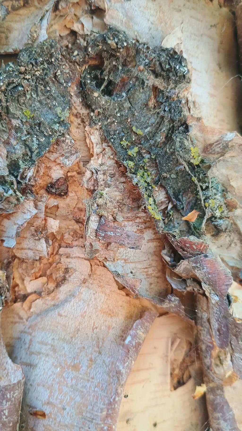 Whispers of Nature: The Poetry of Bark's Embrace