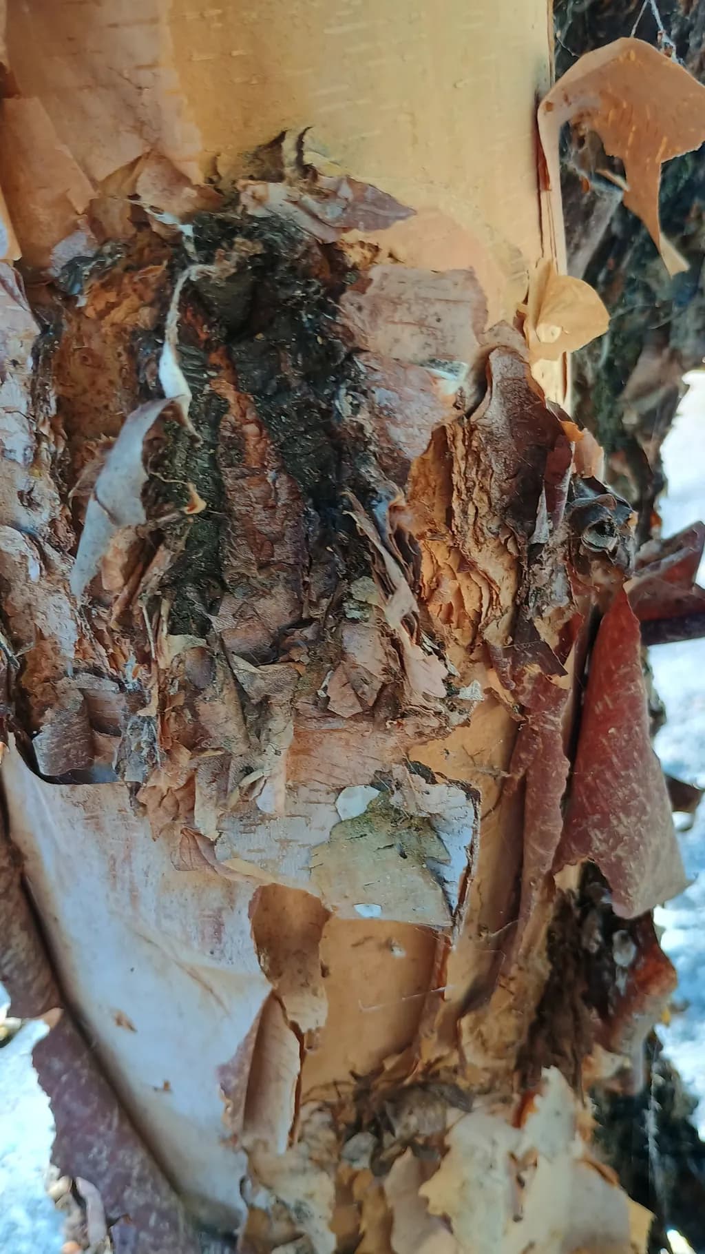 Whispers of Nature: The Poetic Layers of Bark's Embrace