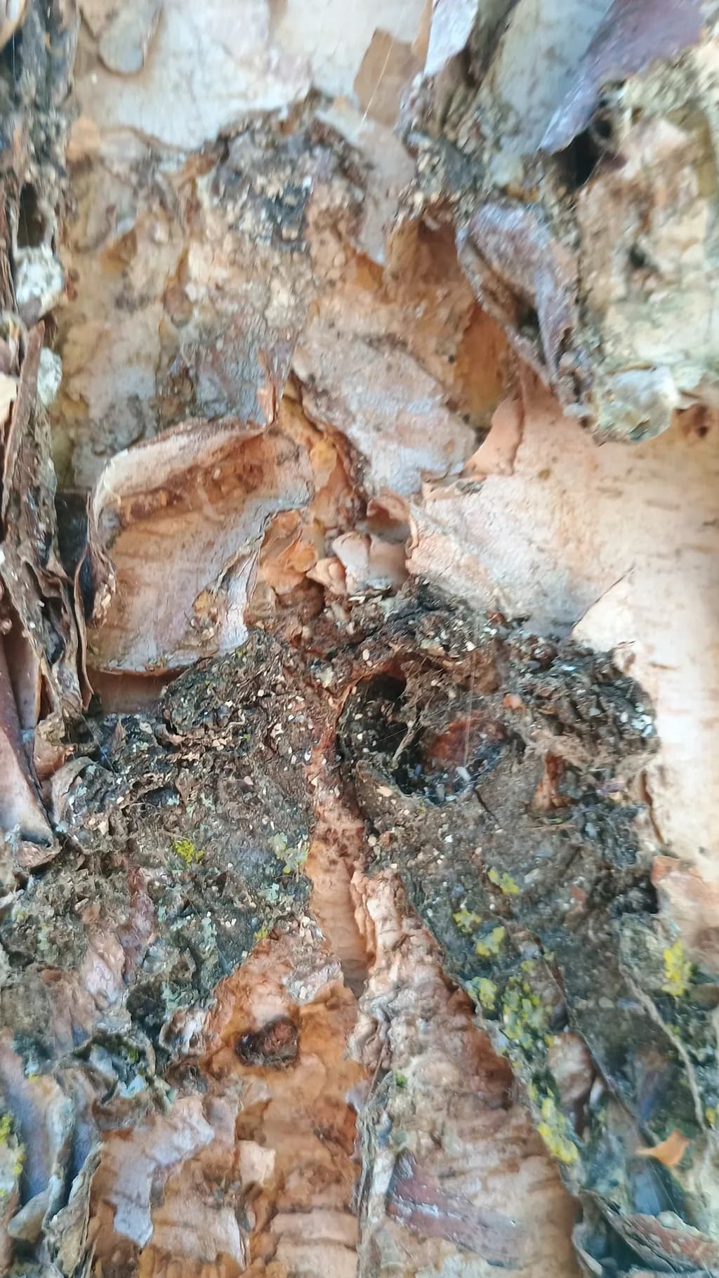 Whispers of Nature: The Poetry of Bark's Embrace