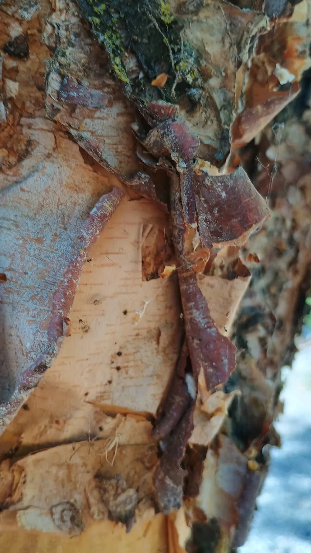 Whispers of the Forest: A Close-Up Journey into Nature's Textured Embrace