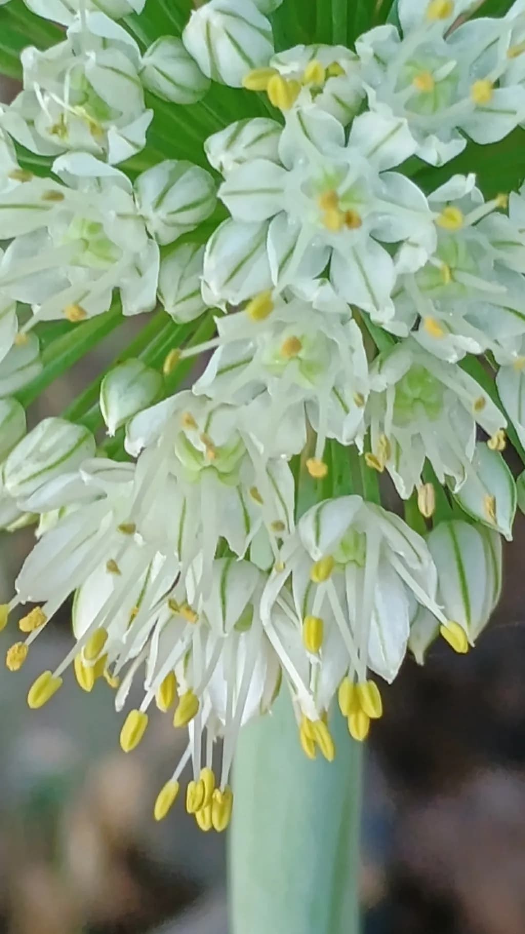 Whispers of Spring: A Delicate Dance of White Blossoms and Golden Hues