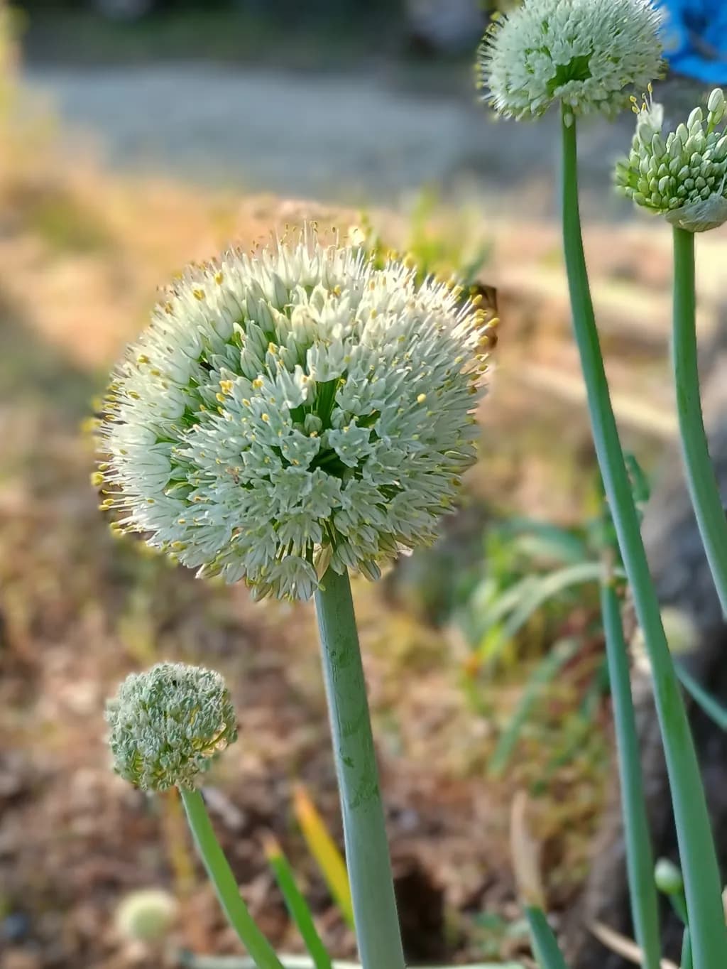 Whispers of Nature: The Delicate Dance of Allium Blossoms in Soft Light