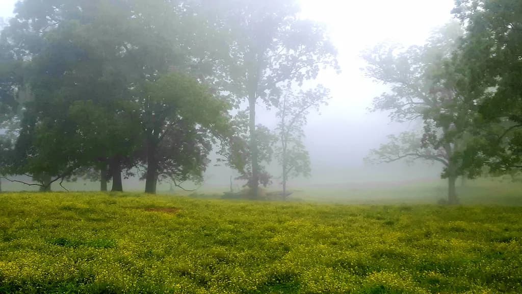 Foggy Serenity