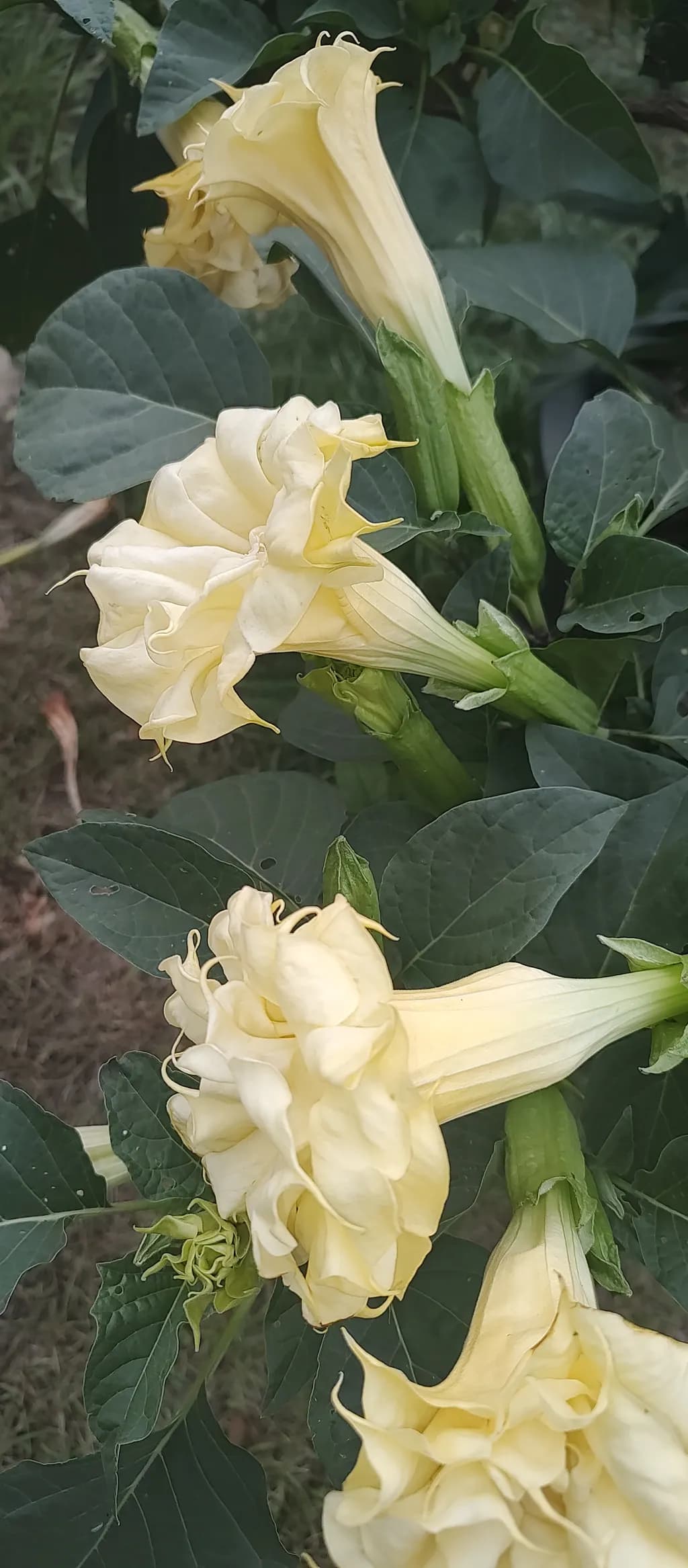 Yellow Blooms