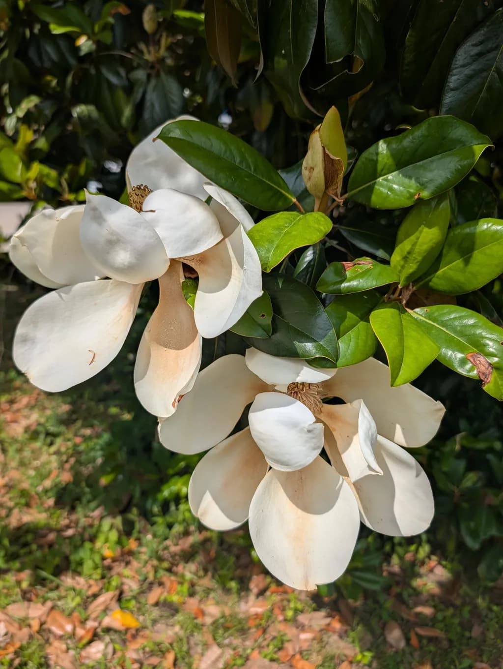 Southern Magnolia Bloom